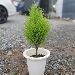 공룡꽃식물원(주) 외목대 율마 중품 허브 35~50cm 69