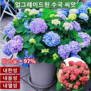 업그레이드된 수국 씨앗 가지가 많고 개화기간이 길며 꽃을 피면 즐겁게 감상할 수 있습니다 50 개/봉지, 수국 씨앗/50정, 2, 1개