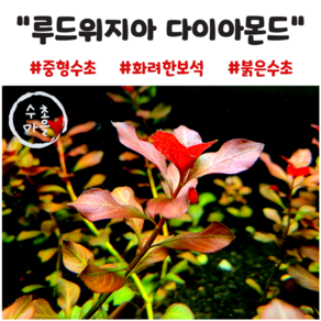 <수초마을> 붉은보석 루드위지아 다이아몬드 2줄기 초보수초 후경수초 구피 새우 은신처, 1개