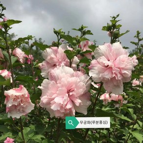 같이가치농원 신품종 무궁화나무 (루분홍심) 60cm전후 개화주 포트묘