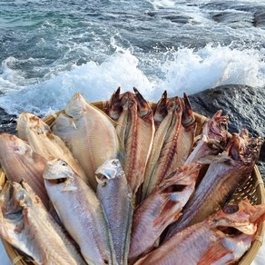 속초 (산지직송) 반건조생선 골라담기 임연수 볼락 참돔 민어 열기 가자미 우럭 고등어 양미리 박대 서대 구이 말린, 옵션17. 속초 반건조 오징어, 1개