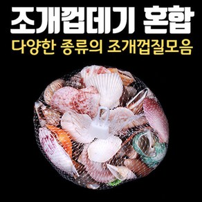 조개껍질혼합 조개껍데기 소라 불가사리 조개껍질 가리비, 1개