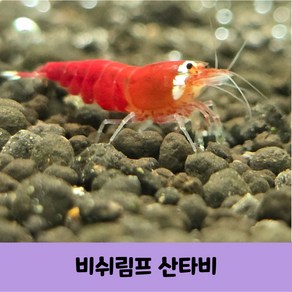 산타비 새우 비쉬림프 5마리, 1개, 10g