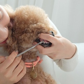 셀프스케일링 강아지 이빨닦기 고양이 스케일링 치석제거기 3가지타입, 1개, 반달형