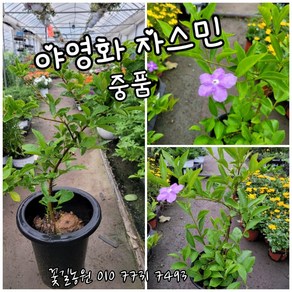 야영화 자스민 중품 0033 특랜덤 공기정화식물/미세먼지/공기정화효과 공기정화식물, 1개