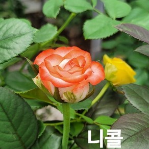 사계장미 (정원) 니콜 (연주황색) 포트(분) 키60cm 1주(개), 1 쿠팡 클릭애비뉴 본상품선택, 1개