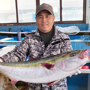 제주도 필렛 제철 방어, 대방어 8kg 한마리, 1개