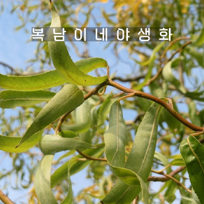 황금 용버들 [2포트](복남이네야생화 모종 곱슬버드나무 골든 샐릭스 셀릭스 salix), 2개