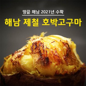 제철 해남 호박고구마, 꿀고구마 3kg 특상, 1개