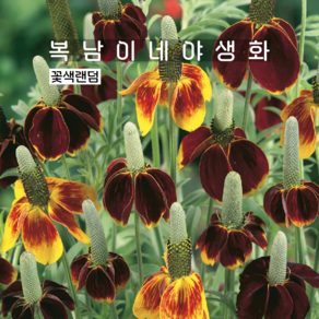 멕시코모자 [4개 복남이네야생화 모종 멕시코햇 라티비다 컬럼니페라], 4개