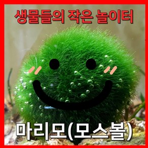 [수초농부] 모스볼 2-3cm 마리모 생물들의 작은 놀이터, 2개