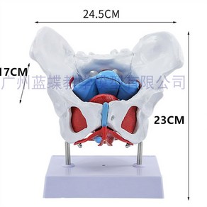 골반 모형 근육 인간 대퇴골두 보건소 과학실 실습 골격 골반저 교육용 장기 인체구조, 골반저근