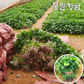[봉팔형님] 호박 꿀 고구마모종 고구마순, (꿀)1박스, 20kg