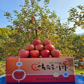 연말할인 사과 최고의 브랜드 밀양얼음골사과 특품 특대과 10kg(22~24개) 선물용 강추