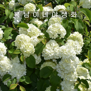 설구화 흰꽃 오데마리 [1포트 복남이네야생화 모종 꽃나무 분꽃 vibunum], 1개