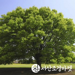 느티나무 R5cm 분묘 묘목 나무 서산조경마켓, 1개