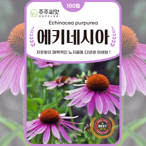 에키네시아 씨앗 100립 자추국 자주루드베키아 꽃씨 다년생 노지월동 야생화 echinacea seed, 1개