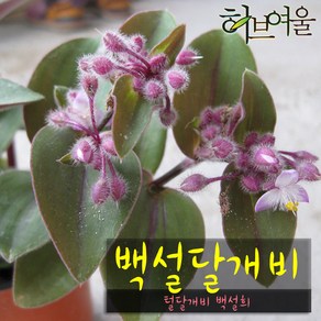 [허브여울달개비] 백설달개비 (털달개비 백설희) 지름 9cm 소품/ 15cm 중품 다육화분, 1개