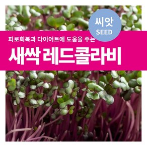 마이플랜트 새싹 레드콜라비 씨앗, 1개