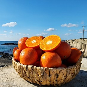 영태네농산물] 해풍으로 키운 제주 레드향, 1박스, 3kg : 중과