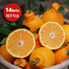 14bix 당도선별 제주 한라봉 산지직송, 1개, 가정용 5kg