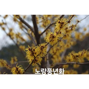 [지인야생화] 풍년화-노랑풍년화(수형랜덤), 1개, 노랑