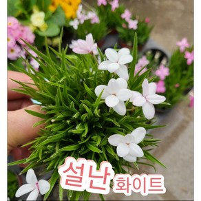 설난 화이트/설란 향이 더 진해요