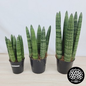 본쉘스투키 3개 세트 (15cm 18cm 24cm) 7촉