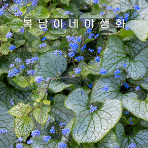 브루넬라 실버스피어 [1포트 복남이네야생화 모종 호스타 그라스 bunnea], 1개