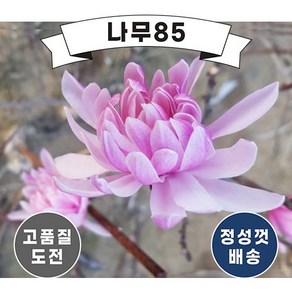 (나무85) 별목련(국화목련) 개화주 분, 1개