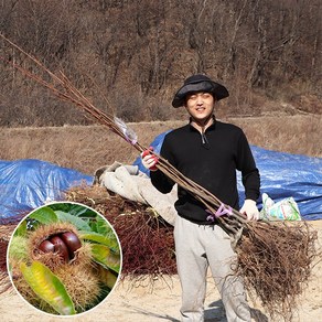 밤나무 묘목 접목 1년생 옥광 삼조생 대보 포르단 수락밤, 상묘