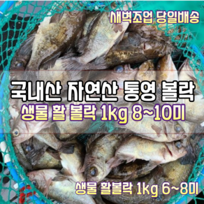 [어부직송] 국내산 자연산 통영 금볼락 참볼락 생물 활볼락 1kg 8~10미(원물). 통영 금볼락 참볼락 생물 활볼락 1kg 6~8미(원물), 1박스, 생물 활볼락 1kg 손질후 800g 8~10미