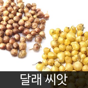 달래씨앗 채소씨앗 야채 씨앗 종자 종패 종폐 300알