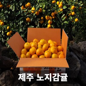 청담농수산 고당도 프리미엄 제주도 서귀포 노지감귤, 1개, 5kg 중대과 (L-2L)