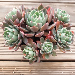 [수암다육] 나나후꾸미 랜덤발송 Echeveria Nanahukumini 다육 다육이 다육식물 국민다육 다육이키우기 선인장 플랜테리어 미니선인장