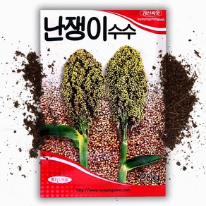 씨앗팜 난쟁이 수수씨앗 (20g), 1개