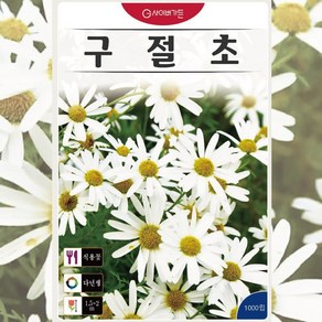 구절초 1000립 꽃 씨앗 다년생 식용꽃 꽃 종자 허브