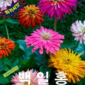 (희귀씨앗) 백일홍 캑터스(Zinnia Cactus) 10립