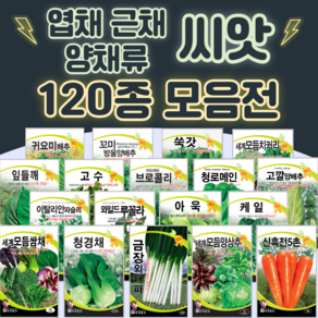 채소씨앗 / 공심채 루꼴라 케일 고수 깻잎 브로콜리 청경채 시금치 치커리 쑥갓 종자, 37. 세계모듬양상추 3g, 1개