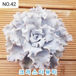 다육식물- 희귀 다육 100가지 모아보기, [NO. 42] 5.5cm 포트, 1개