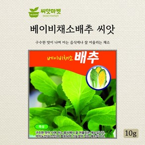 다농 베이비배추 씨앗 10g, 1개