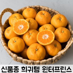 신품종 희귀템 청량 시원 새콤달콤 제주 윈터프린스 / 윈터프린스귤 귤 감귤 과일 원터프린스, 1박스, 1kg (5~8과 내외)