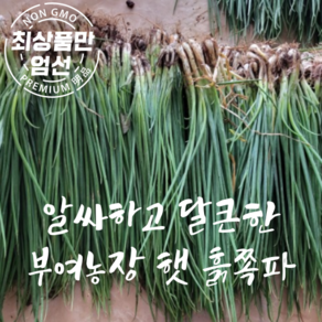 국산 제주도 쪽파 순한 깐쪽파 1.2kg, 1개