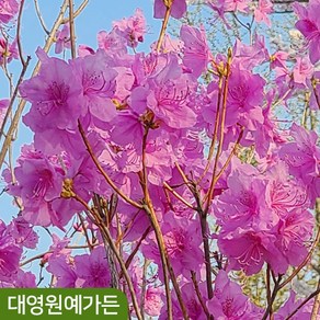 진달래 야생화 다년생 봄꽃 나무 꽃, 포트 (키50cm내외) 1개, 1개