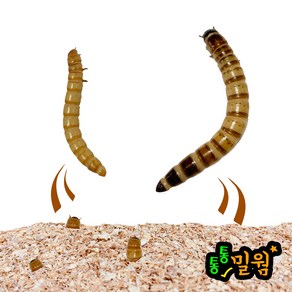 통통 밀웜 2~3cm 150마리(1팩)