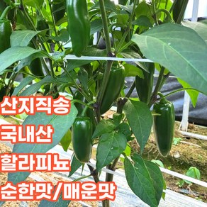 산지직송 할라피뇨 퍼펙토 고추 1kg 2kg 3kg 5kg 10kg, 할라피뇨고추_2kg, 매운맛, 1개