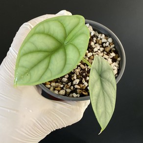 알로카시아 실버드래곤 Alocasia Reginula 공기정화 인테리어 희귀 식물 D, 1개