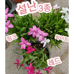 설난 3개3색/설란 향이 더 진해요