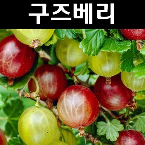 구즈베리 (서양까치밥) 나무 묘목 7치화분 1개/유실수 과실수, 1개