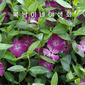 빈카 퍼플 [1포트 복남이네야생화 모종 vinca mino]아트로푸르푸레아, 1개